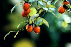 色づく柿の実。