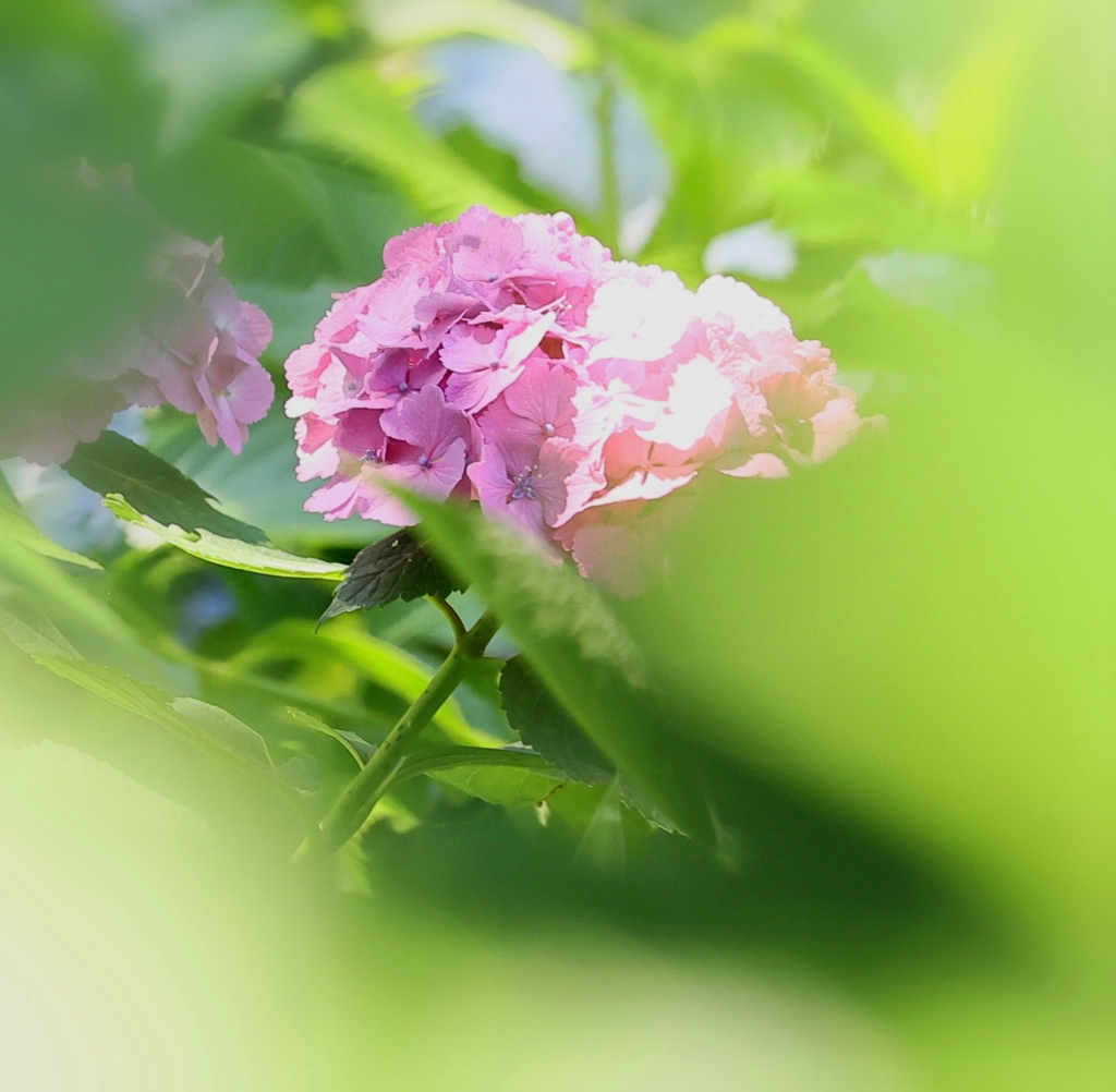 紫陽花。