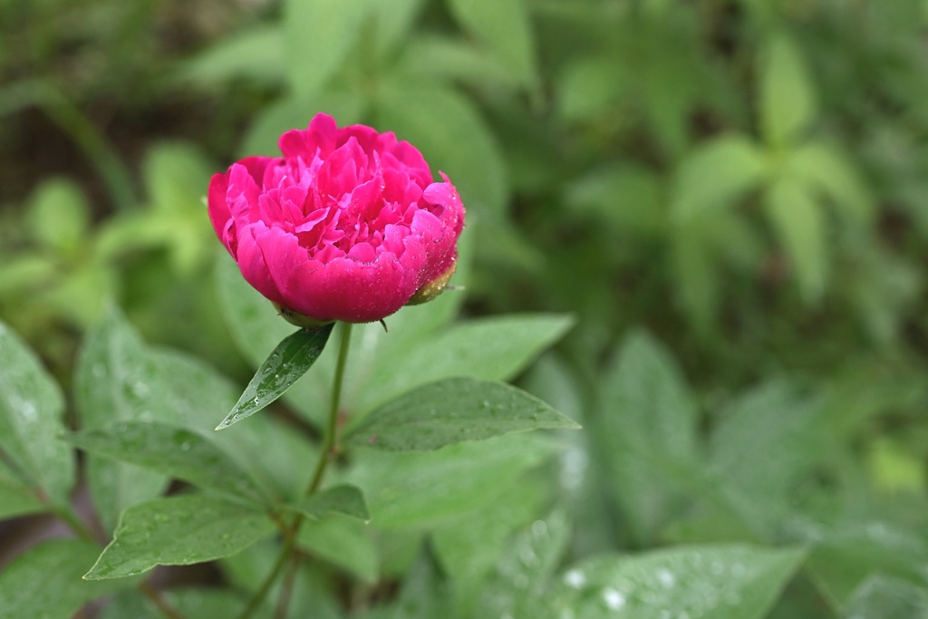 芍薬。