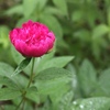 芍薬。