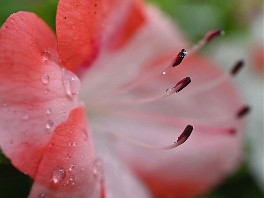 雨に濡れる山の光。