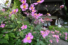 シュウメイギク。