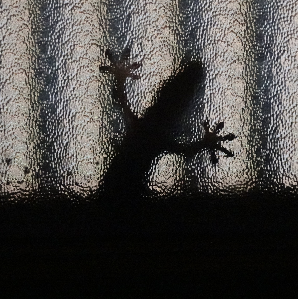 外から忍び寄る影……。 by yosee （ID：11127484） - 写真共有サイト:PHOTOHITO