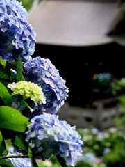 鐘楼と紫陽花。