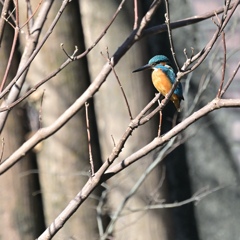 カワセミ。