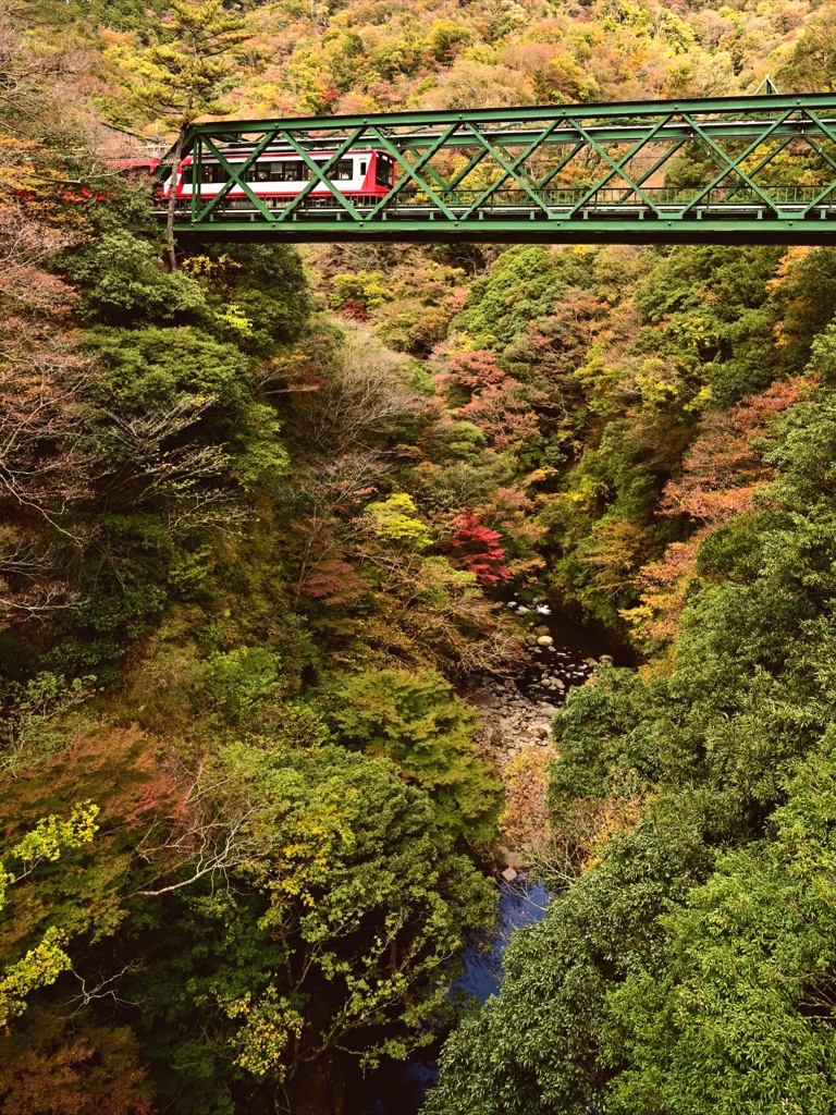 色づく早川橋梁。