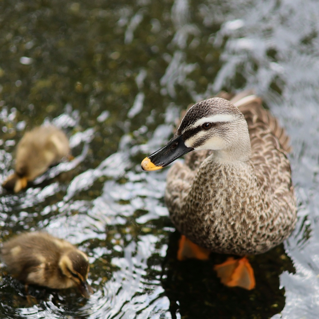 外敵からヒナを見守る眼。