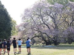 ランニング♫…サクラ咲く砧公園。