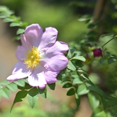 箱根サンショウバラ。