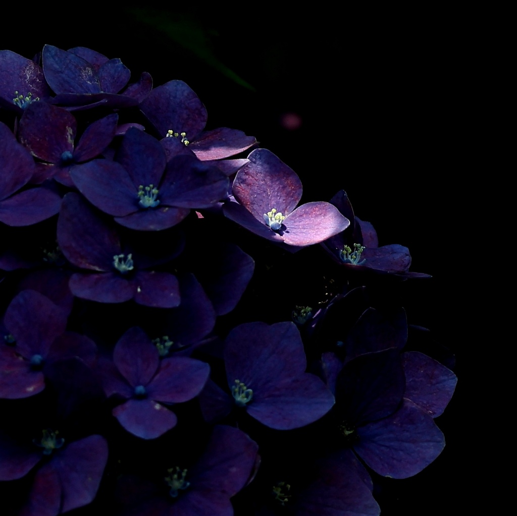 紫陽花。