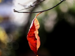 「最後の一葉」