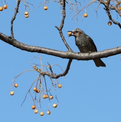 ムクロジの実とヒヨドリ。