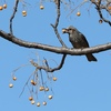 ムクロジの実とヒヨドリ。