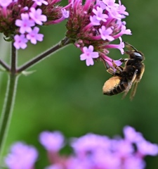 花粉にまみれるミツバチ。