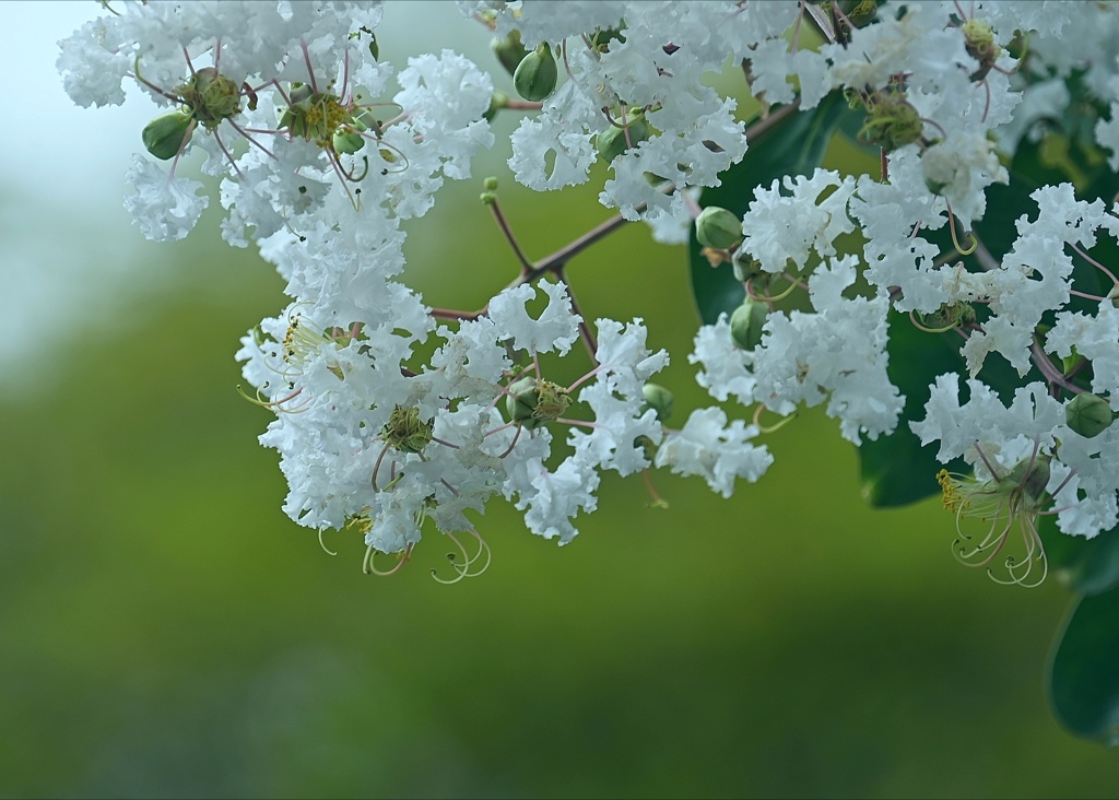 夏の花。