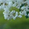 夏の花。