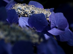 紫陽花。