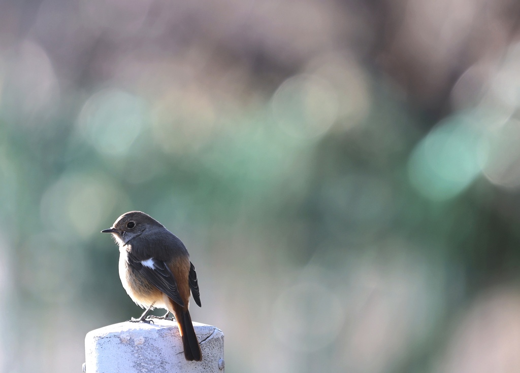 朝日をうけて…。