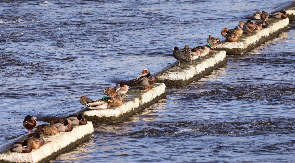 日向を浴びる鴨。