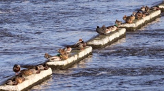 日向を浴びる鴨。