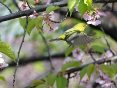 葉桜にメジロ①。