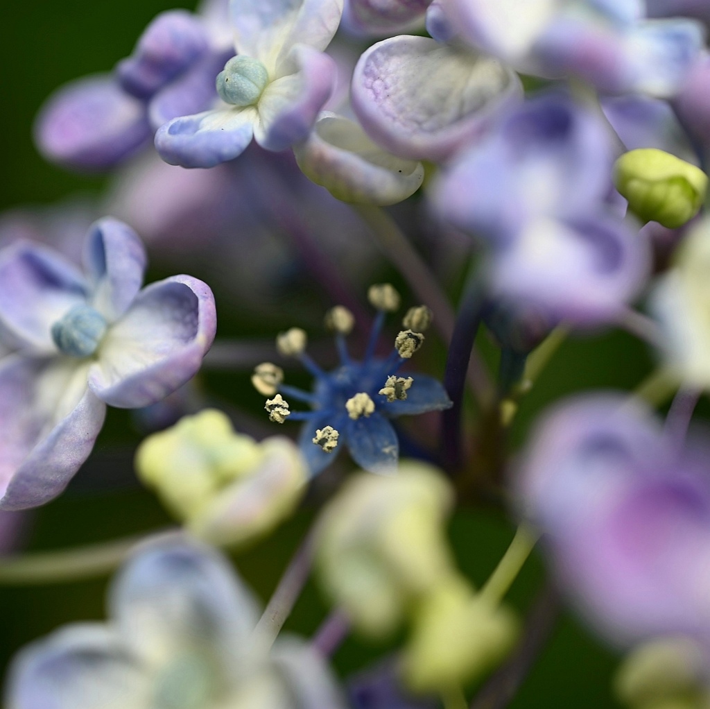 紫陽花。