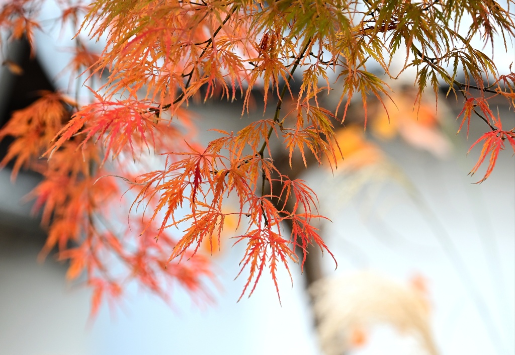 白壁とモミジ。