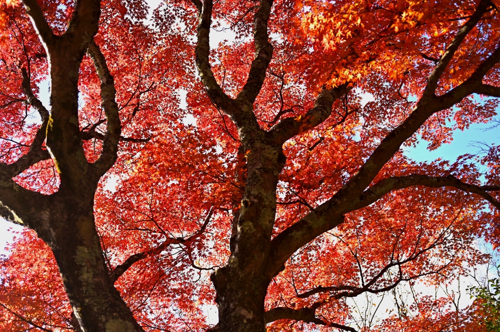 紅葉。