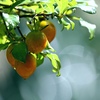 老爺柿。