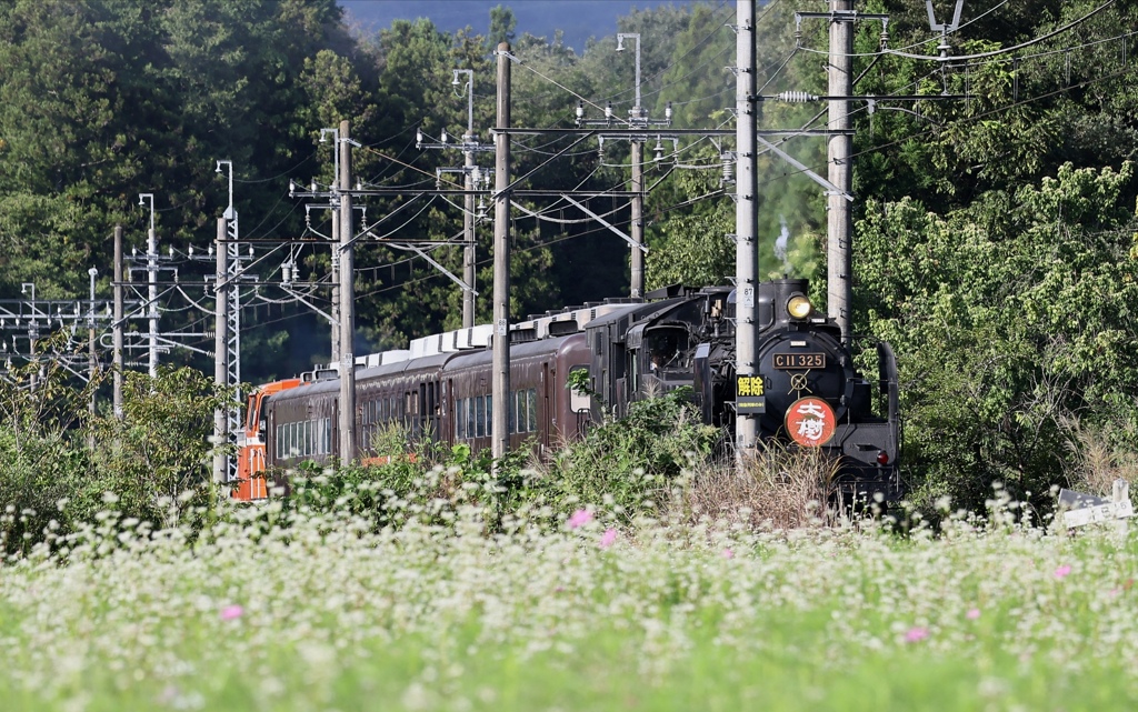 東武鉄道　SL大樹。
