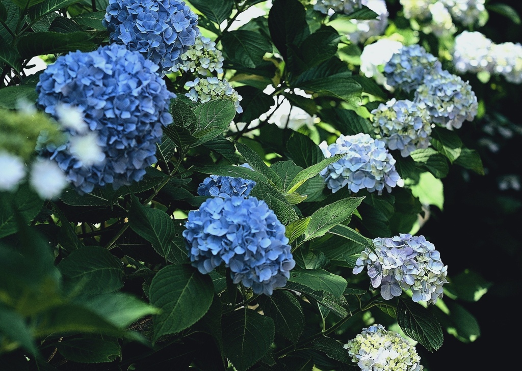 紫陽花。