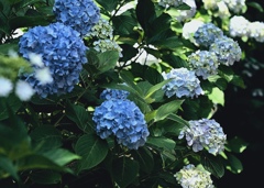 紫陽花。