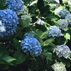 紫陽花。