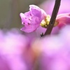 玄海ツツジ。