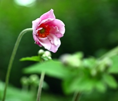 秋明菊。
