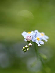 勿忘草。