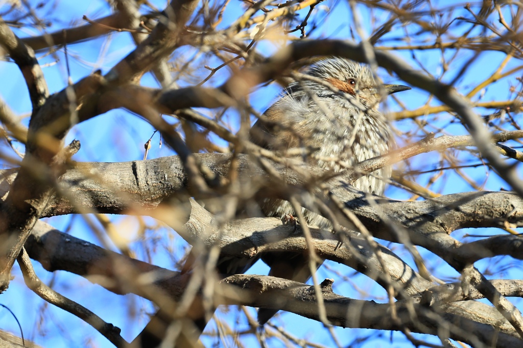 ハッキリ見えてますけど…。