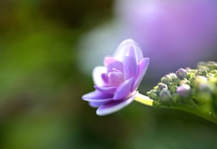 紫陽花①