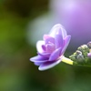 紫陽花①