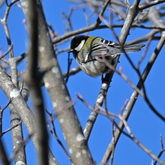 シジュウカラ。