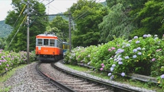 箱根登山鉄道　紫陽花と旧型車両。