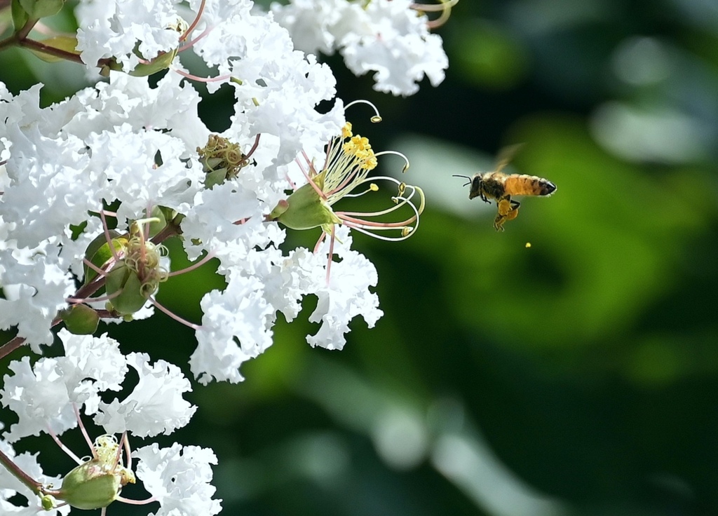 サルスベリと花粉を集めるハナアブ。