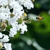 サルスベリと花粉を集めるハナアブ。