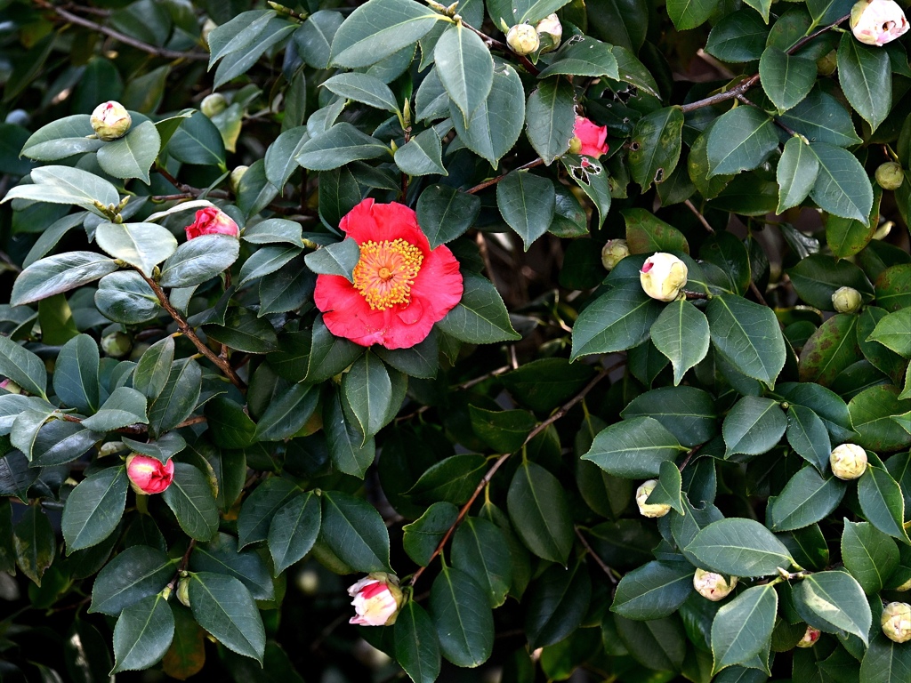 咲き始めた肥後椿。