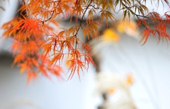 白壁ともみじ。