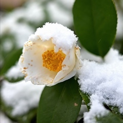 雪をかぶった白椿。