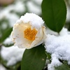 雪をかぶった白椿。