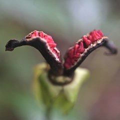 驚く❣　鮮やかな赤い実（山芍薬）。