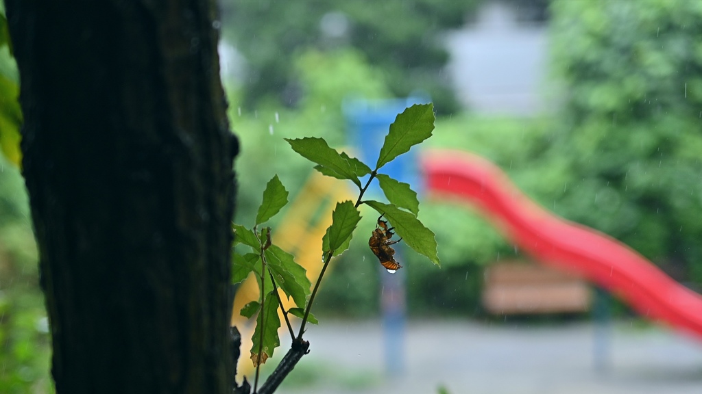 雨天の公園。