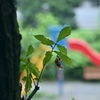 雨天の公園。